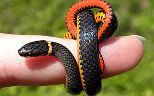 black, red, and yellow snake HD wallpaper